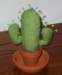 pincushion_cactus_081618_2_back_small.jpg
